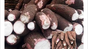 How to process clean and white waterfufu/ Akpu/ Fermented Cassava (part2)