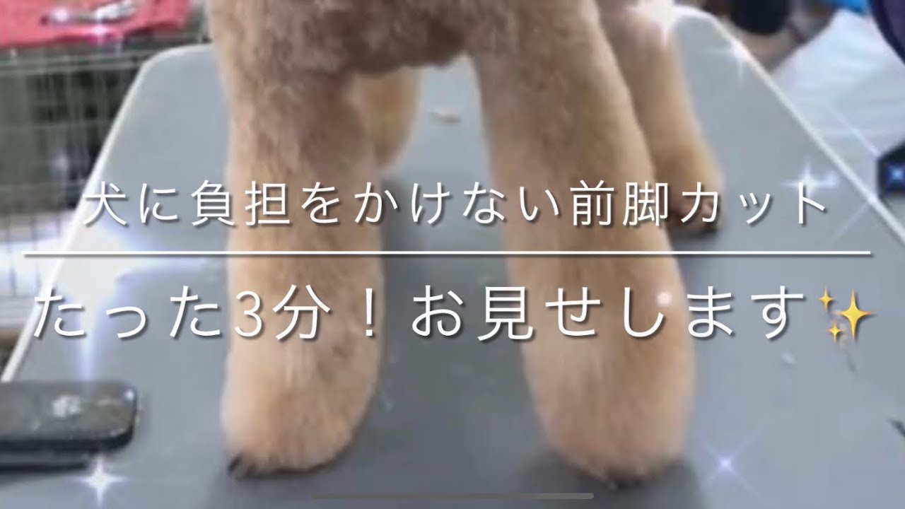 【トリミング】「犬に負担をかけない前脚カット、たった3分！全てお見せします」