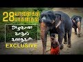 யானை அதிக அன்புள்ள ஒரு முட்டாள்! | A Day With Elephant