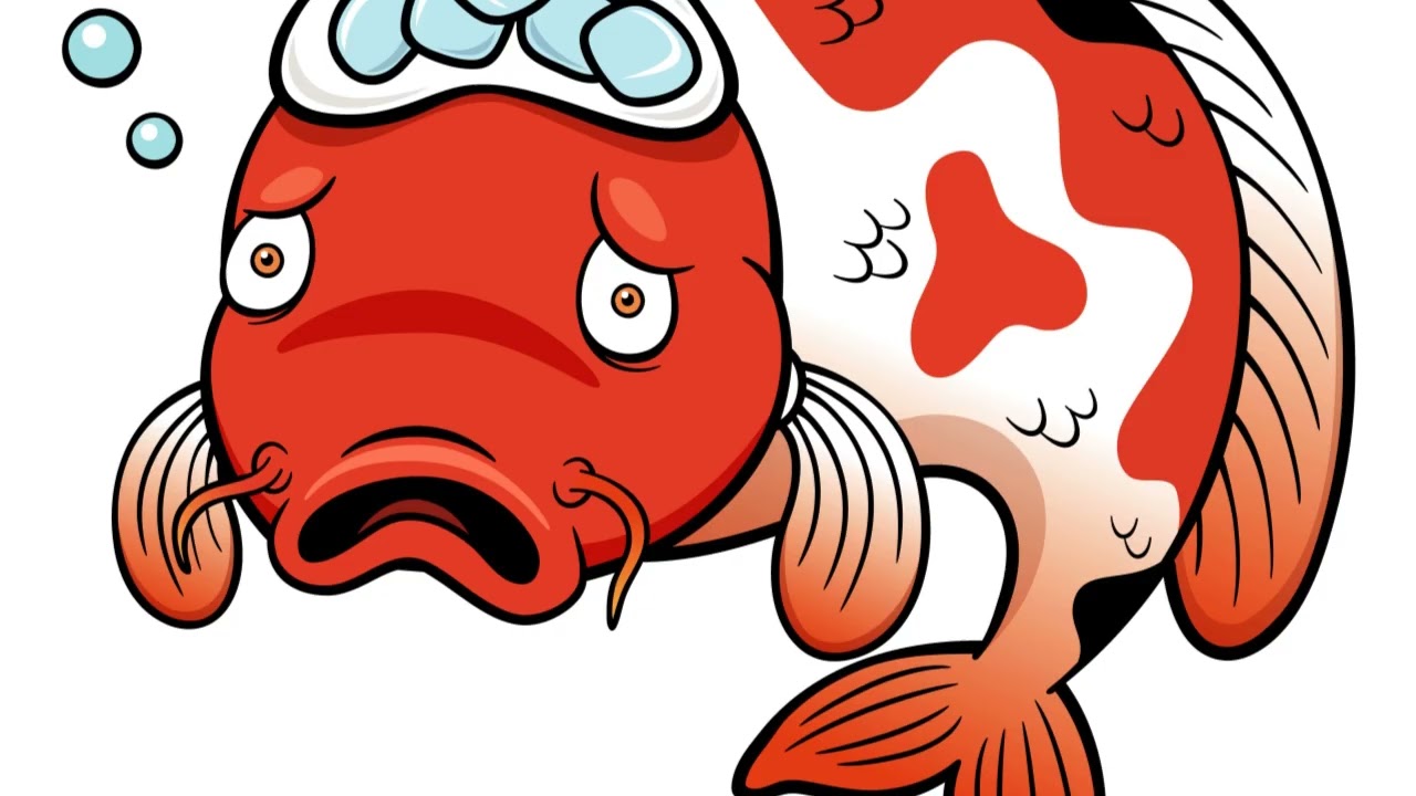 Aqua Pond: Expert Pond Maintenance & Cleaning in London & Surrounding Areas