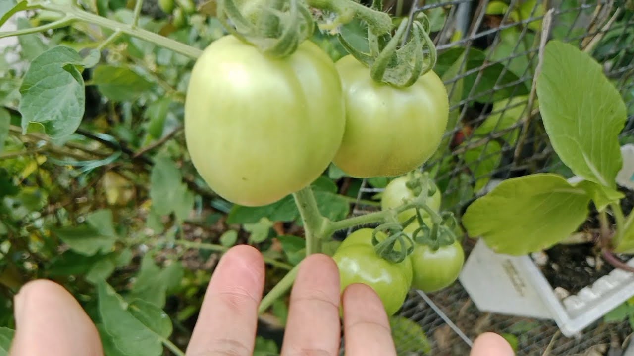 Tanam Tomat di Atas Sampah/Limbah 😱 Tumbuh Subur 😍 Belajar Berkebun Organik