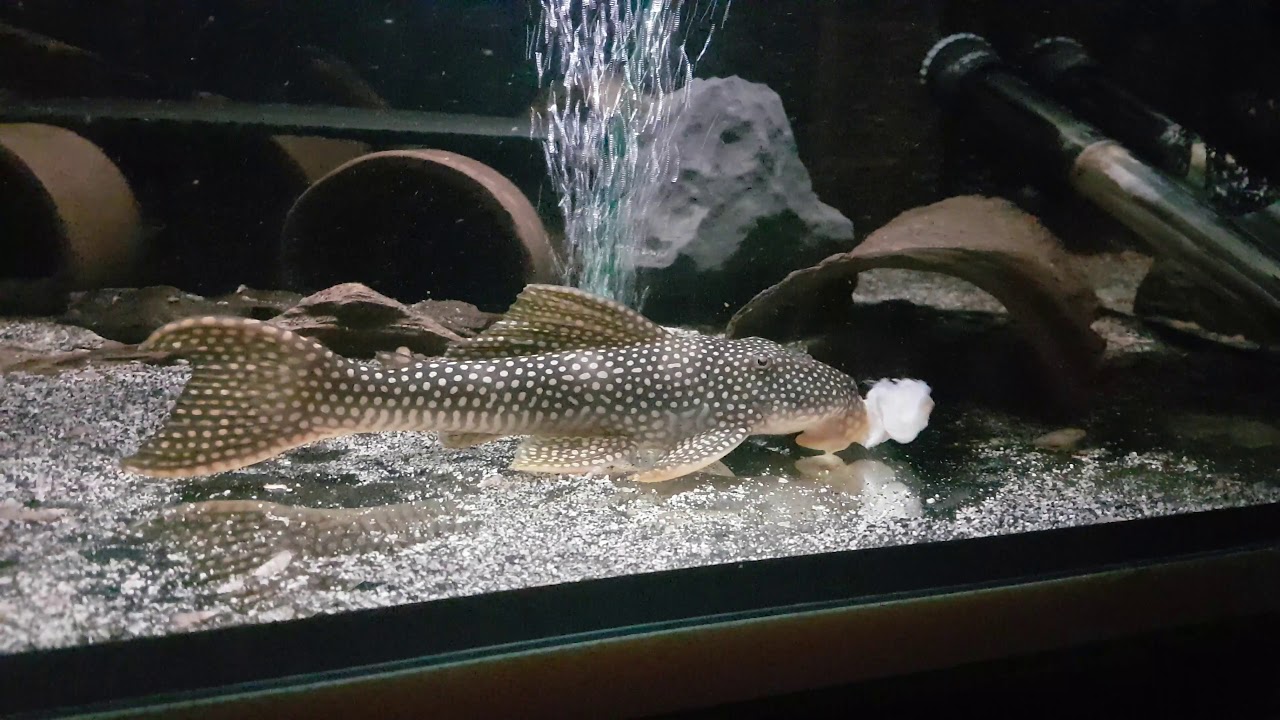 Scobinancistrus sp. L253 yellow