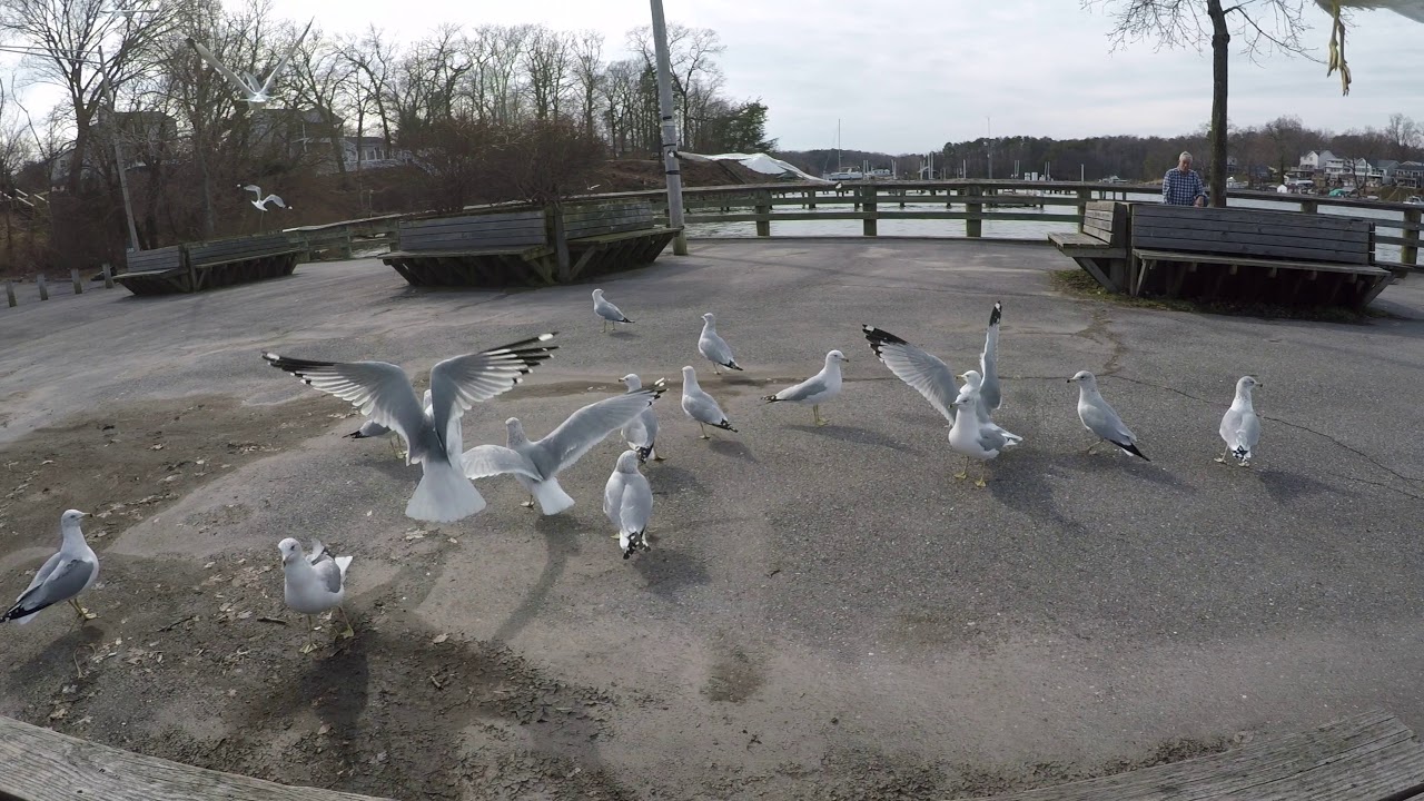 Seagull feeding frenzy
