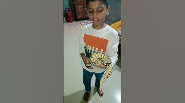 #paython #snakevideo #shorts #ytshorts #shortsfeed #youtubeshorts