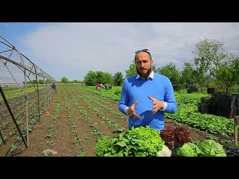 მარნეული. სალათები საექსპორტოდ. 08. 05. 2020