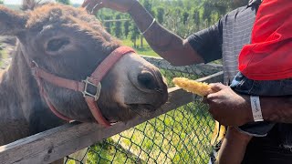 A Day at The Farm