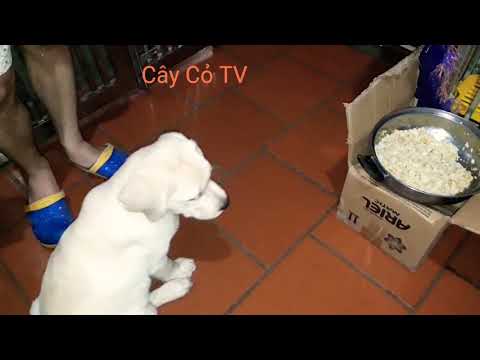 Video: Giống Chó Labrador Retriever Ít Gây Dị ứng, Sức Khỏe Và Tuổi Thọ