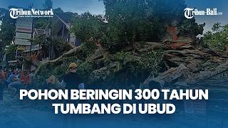 Pohon Beringin 300 Tahun di Depan Puri Kantor Ubud Tumbang, Bangunan Rusak