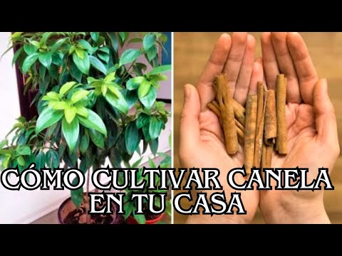 Guía para cultivar tu planta de canela en maceta en casa
