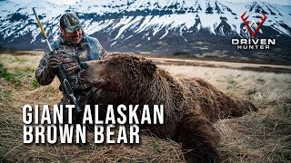 GIANT Alaska Peninsula Brown Bear
