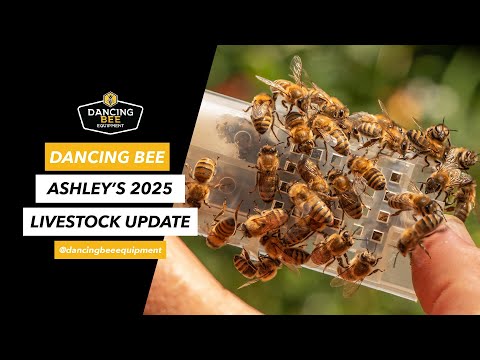 Dancing Bee Livestock Update with Ashley!