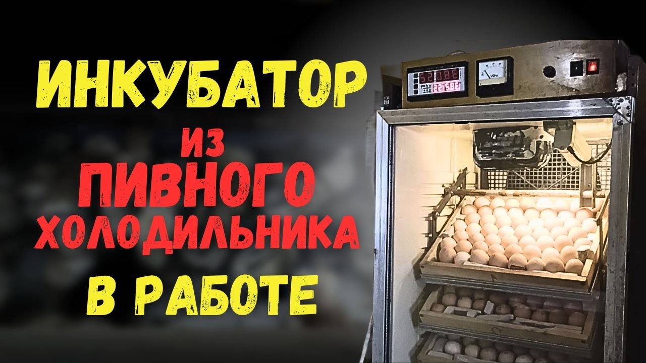 Инкубатор из пивного холодильника работает на все 100%
