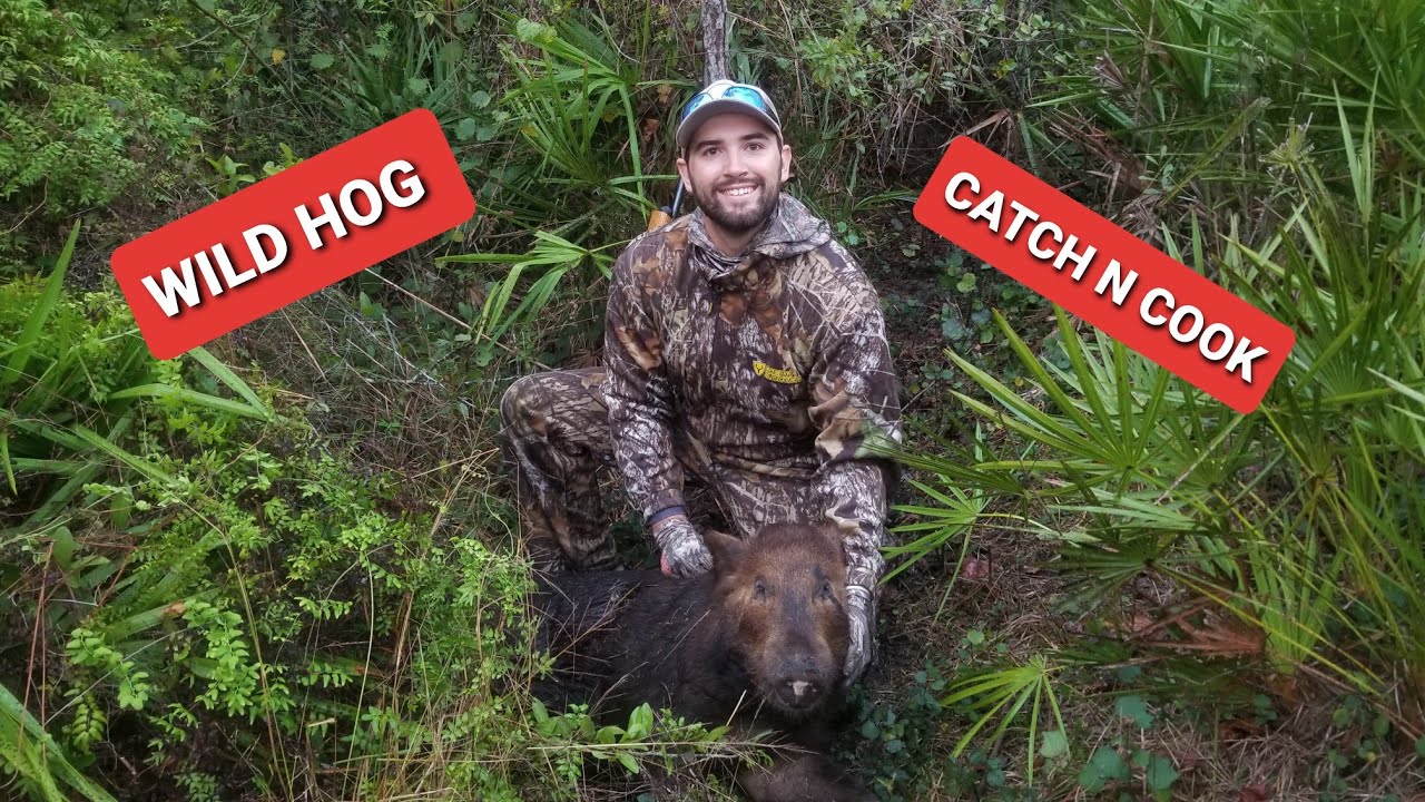 Hog hunt South west Florida (Catch and Cook) 