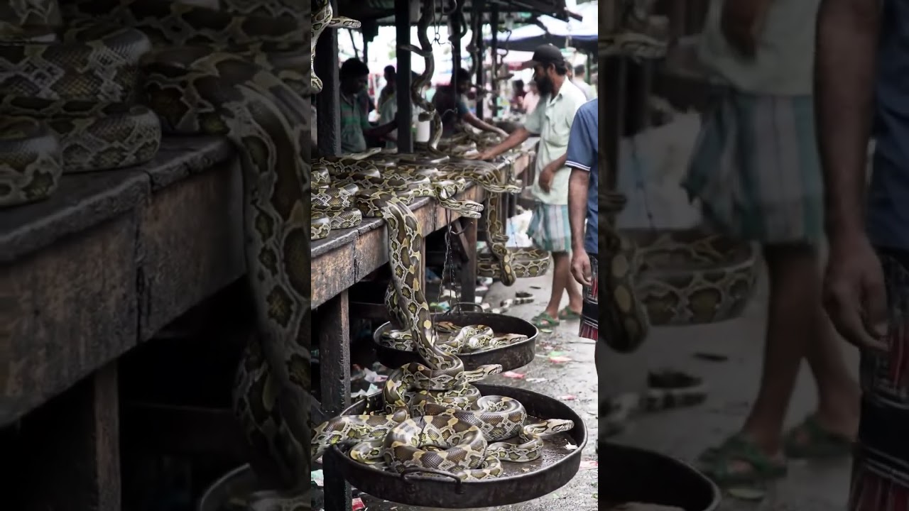#pythons sold in market