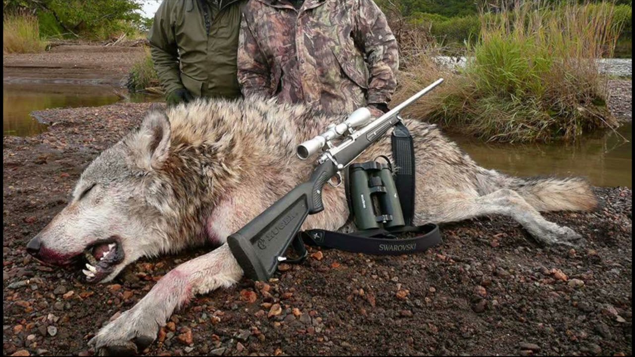 Wolf hunters. Большие волки.