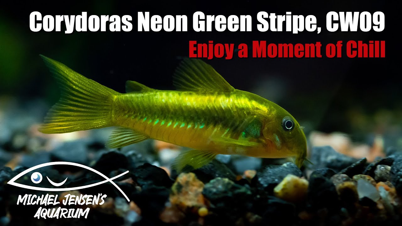 Chilling with Corydoras CW09 Neon Green Stripe