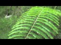 Mi primer Guaupuruvú (Schizolobium parahyba)  Colima,Col. México video HD 720p