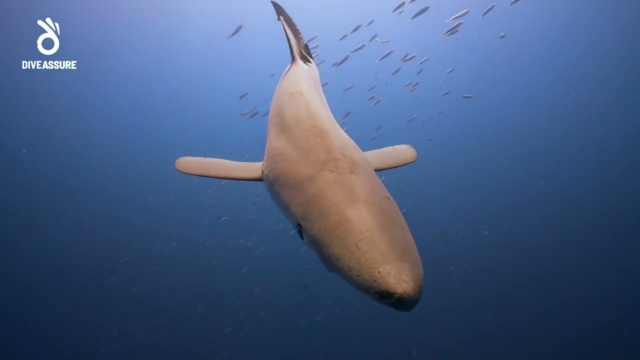 An Ocean Safari in the Azores - DiveAssure