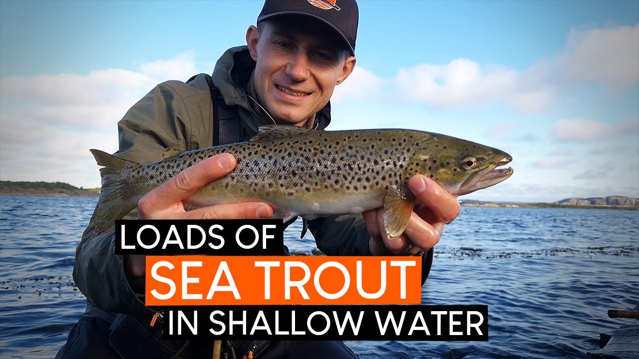 LOADS of sea trout biting in SHALLOW water!
