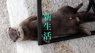 カワウソ コタロー　新生活スタート！　Kotaro the Otter Beginning of a New Life!