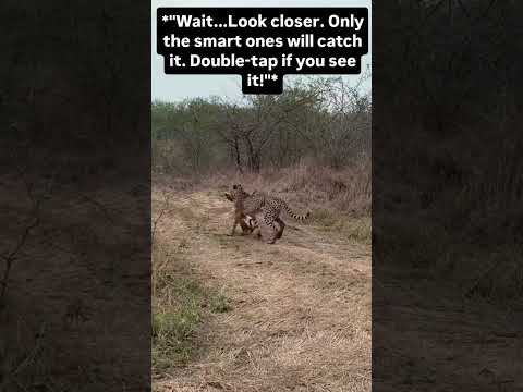 "Smart ones will catch it?" #leopard #buck #texasbuck #uk #usa #shorts #nature #texascapure