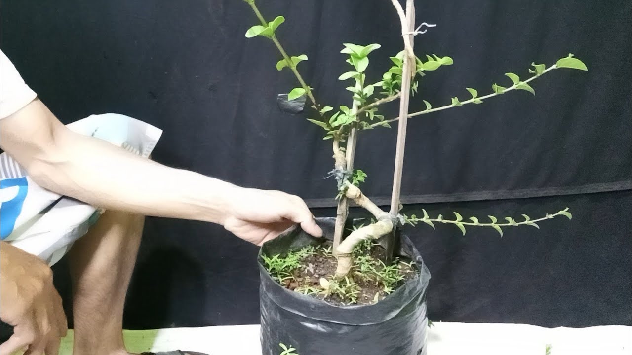 Belajar Membuat Bonsai Sancang Liukan Extrime 🔥