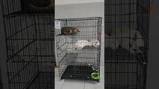 three cats sleeping well... by yumi ocho vlog 20 views 11 months ago 1 minute, 16 seconds