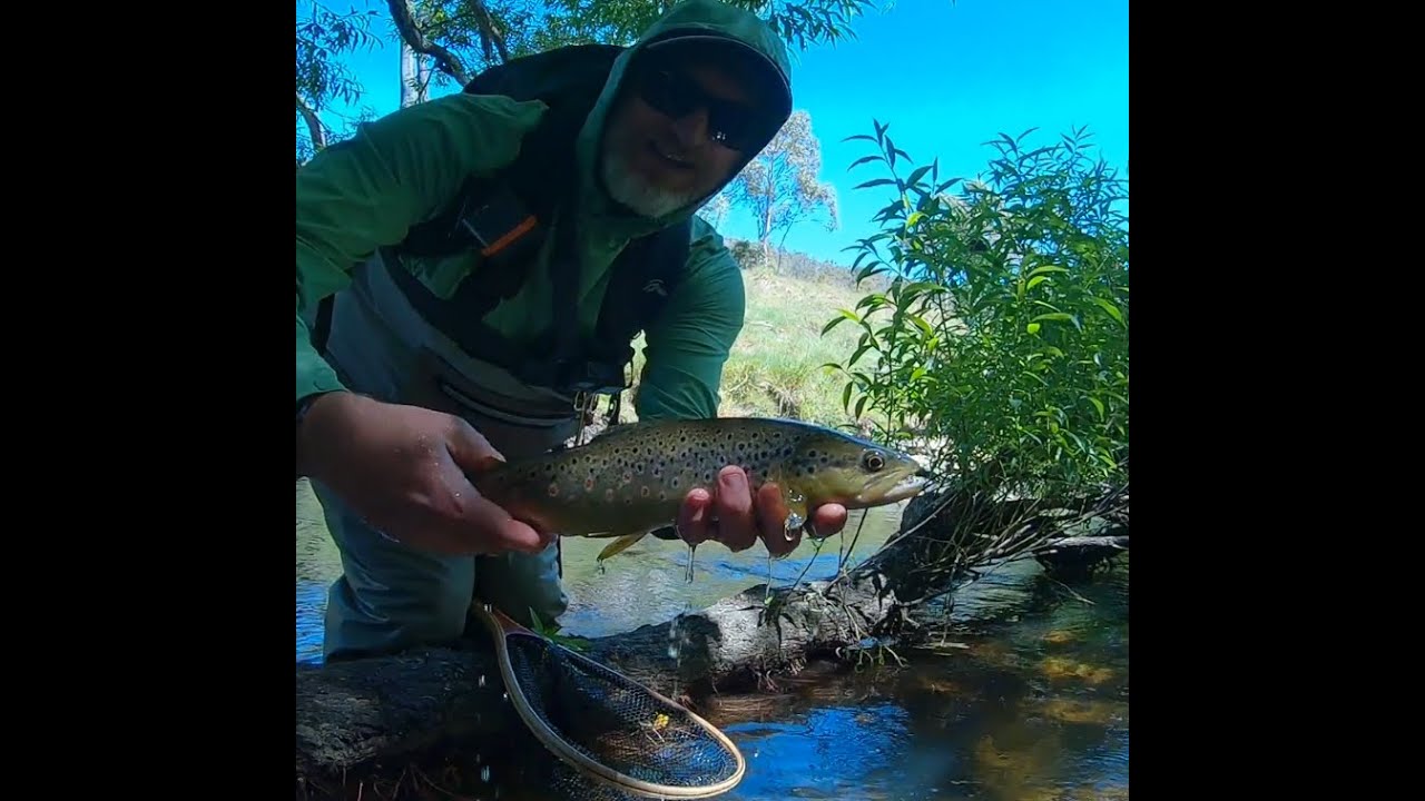 Dry Fly fishing Tasmania for Wild Brown Trout picking off what the