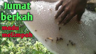 Download lagu jum.at berkah...! Madu melimpah panen #lebah madu hutan #madu murni #lebah apis dorsata #tawon gong