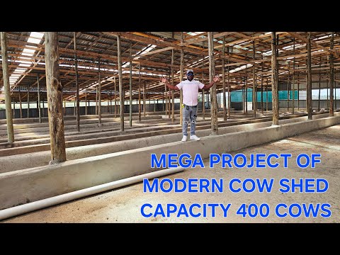 Modern cowshed coming up, installing steel and sectioning sleeping cubicles 