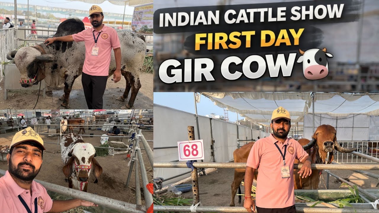 Indian Cattle Show First Day 🔥 Gir Cow Special | Full Show Vlog 🐄🇮🇳 #bharattharanikankrejcow 