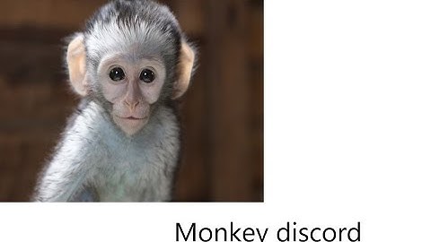 New monkey discord server