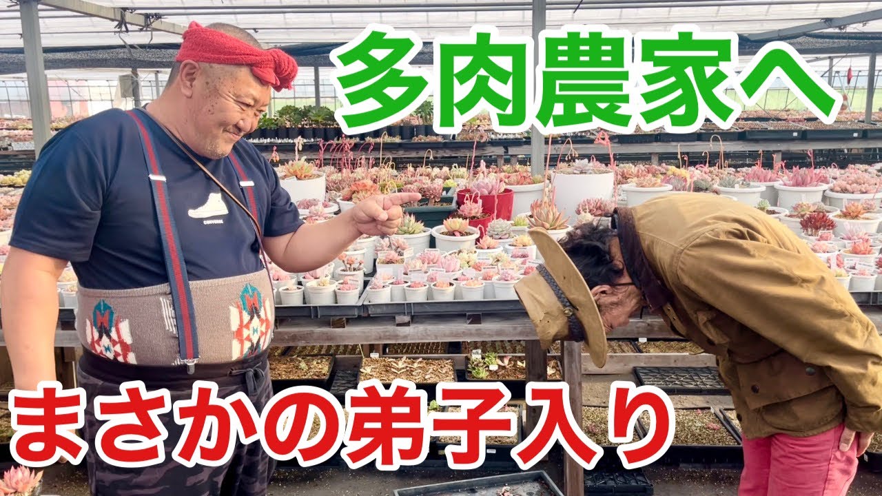 【多肉植物って実は】人気多肉農家の裏側を晒します　　　    【カーメン君】【ガーデニング】【初心者】