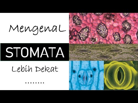 Video: Apa saja bagian-bagian dari stomata?