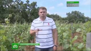 Россиян научат ценить отечественное вино