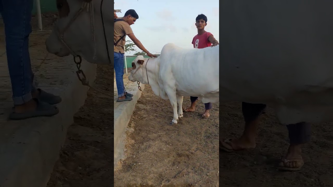 Gulabi cow in ON Cattle Farm 2024 Qurbani 