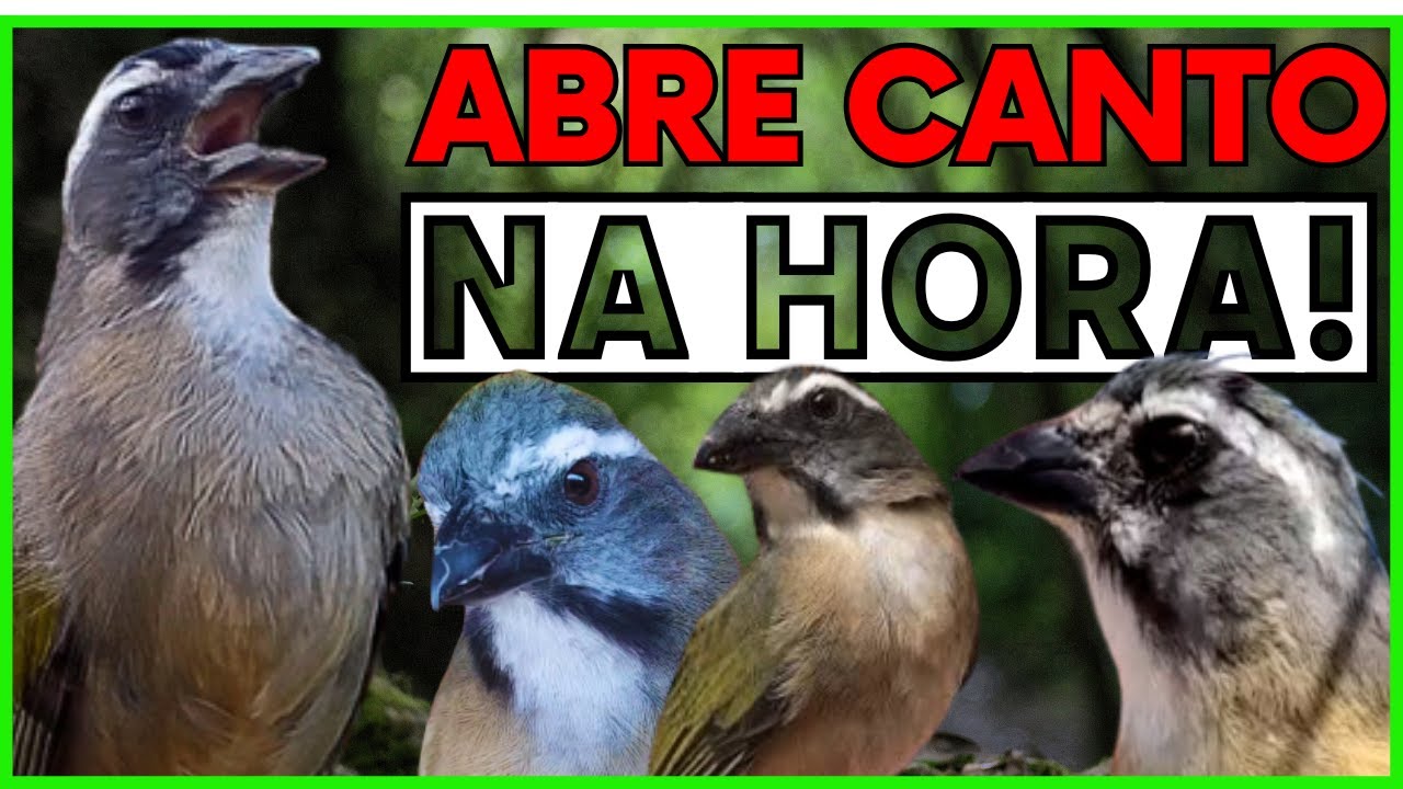 🏆FAÇA O TESTE!🔴Abre Canto Na Hora!🔥ESQUENTE SEU TRINCA FERRO ✅Trinca Ferro Cantando