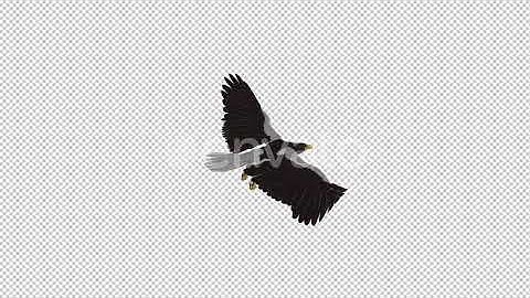 Sea Eagle - 4K Flying Loop - Back Angle | Motion Graphics - Envato elements