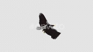 Sea Eagle - 4K Flying Loop - Back Angle | Motion Graphics - Envato elements