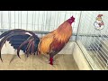 Rare Gamefowl Breeds You Should Know