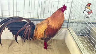 Rare Gamefowl Breeds You Should Know