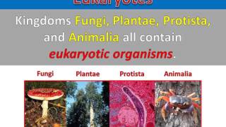 Comparing Kingdoms - Prokaryotes vs Eukaryotes