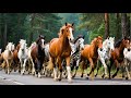 خيول ملونة تركض عبر غابة الصنوبر صوت صهيل الحصان فيديو حصان