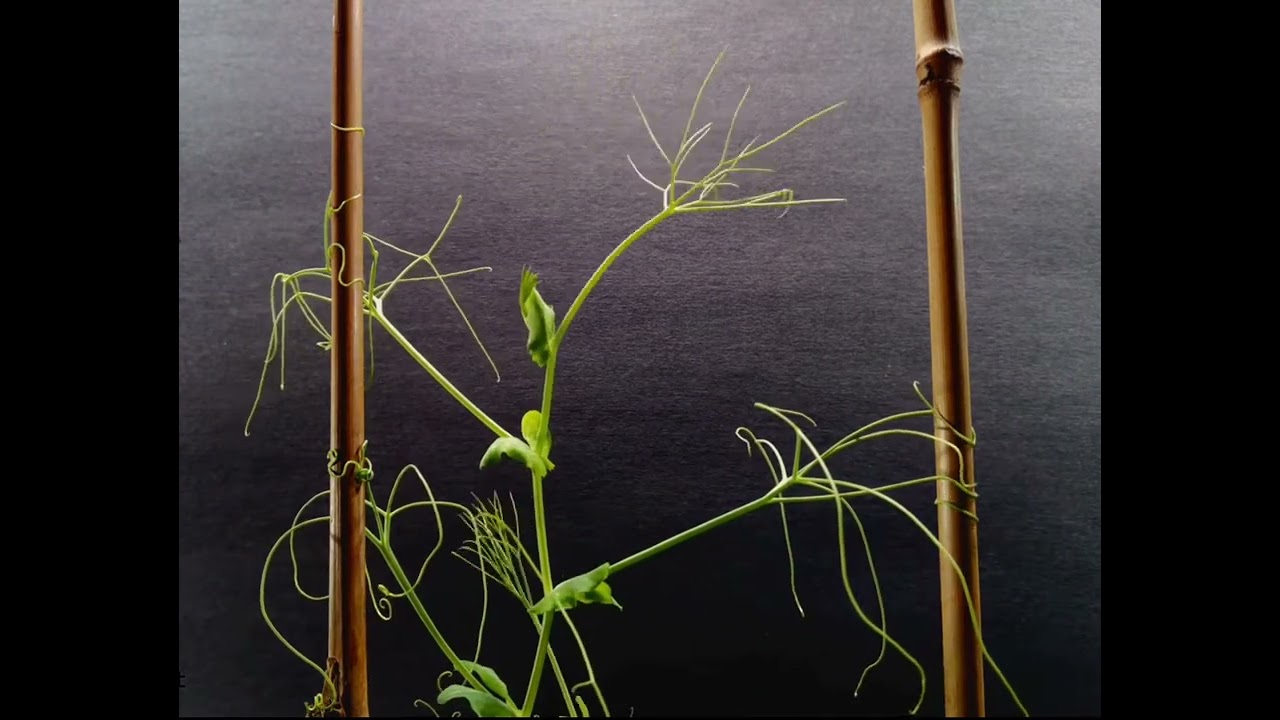 Hướng tiếp xúc- Cảm ứng ở thực vật- Tua nhanh cây sinh trưởng