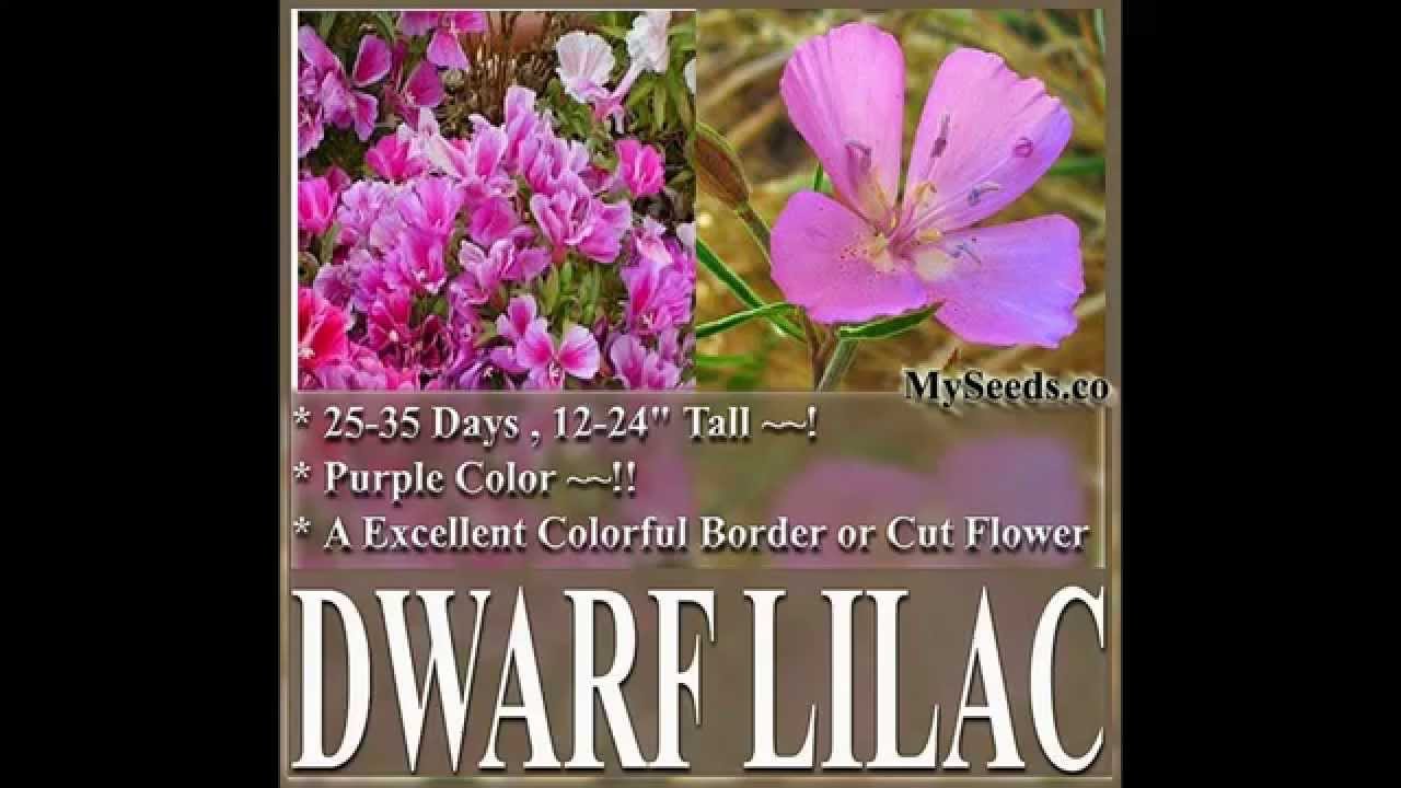 CLARKIA GODETIA DWARF LILAC, Clarkia amoena FLOWER SEEDS on  www.MySeeds.Co