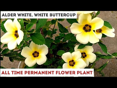 Video: Buttercup Multiflorous