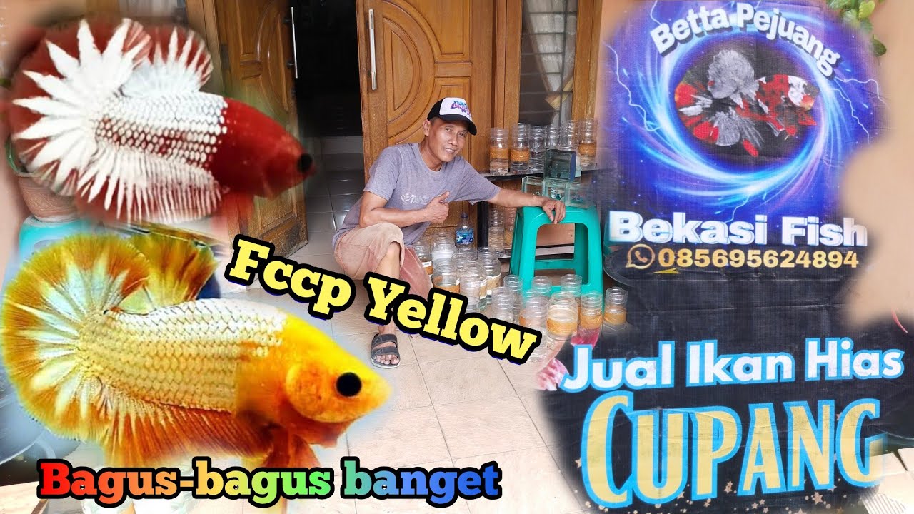 Betta Pejuang..!!ikan cupang nya ajib-ajib
