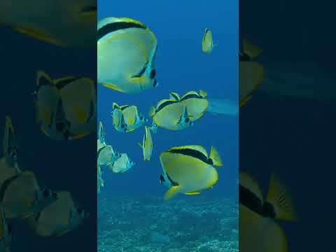 Barberfish remove parasites from larger fish #coralreef #reef #fish #coolfish #shorts