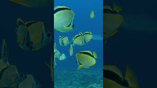 Barberfish remove parasites from larger fish #coralreef #reef #fish #coolfish #shorts