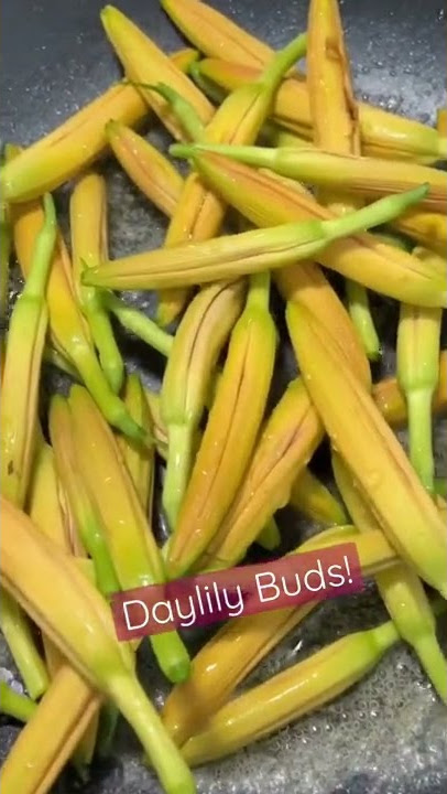 Download lagu Yummy Daylily Buds #shorts #cooking